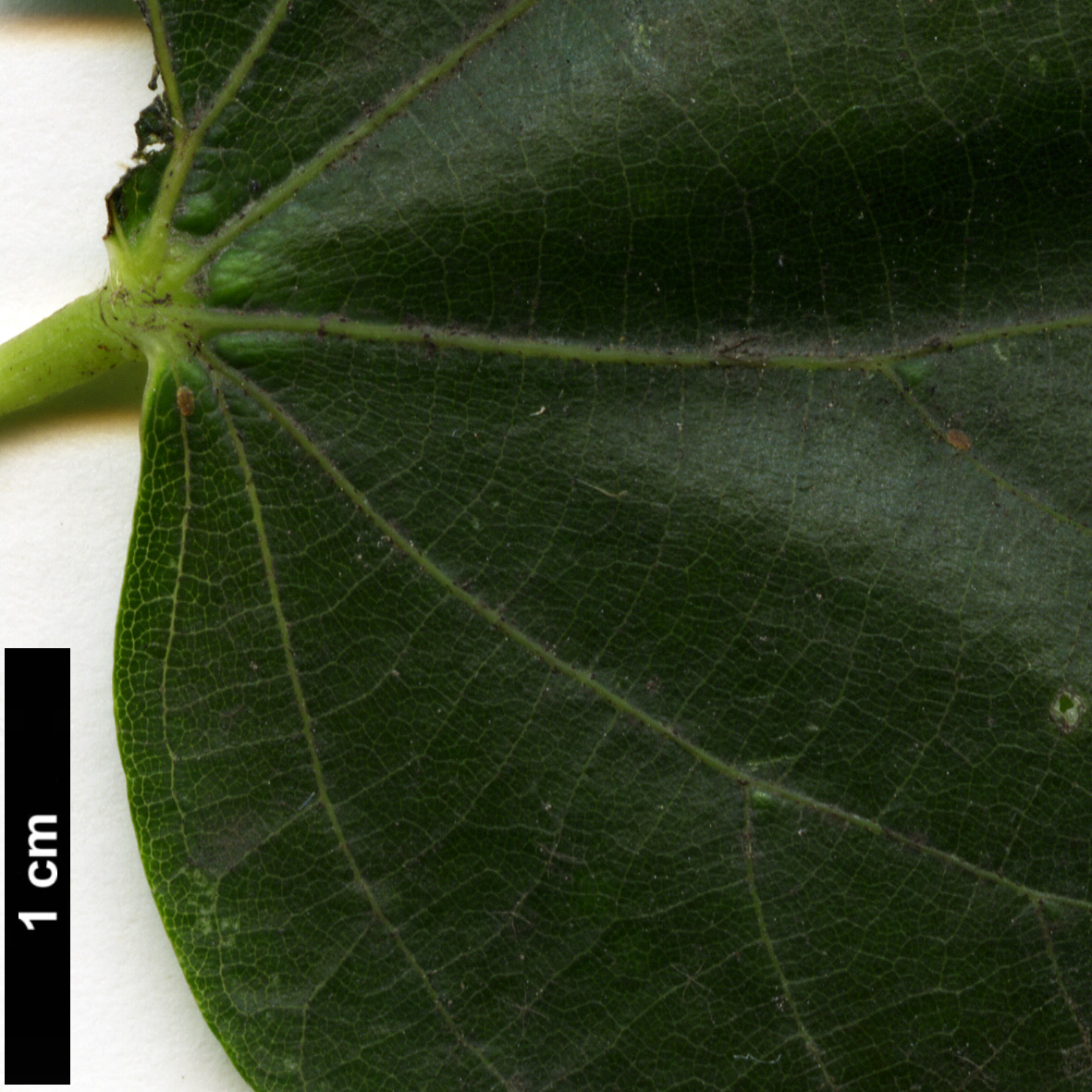 High resolution image: Family: Malvaceae - Genus: Tilia - Taxon: ×euchlora (T.cordata × T.dasystyla subsp. caucasica)